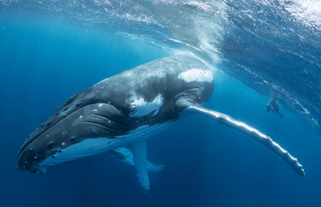 How Scientists Identify Humpback Whales From Photos - Haitises Tours Guide