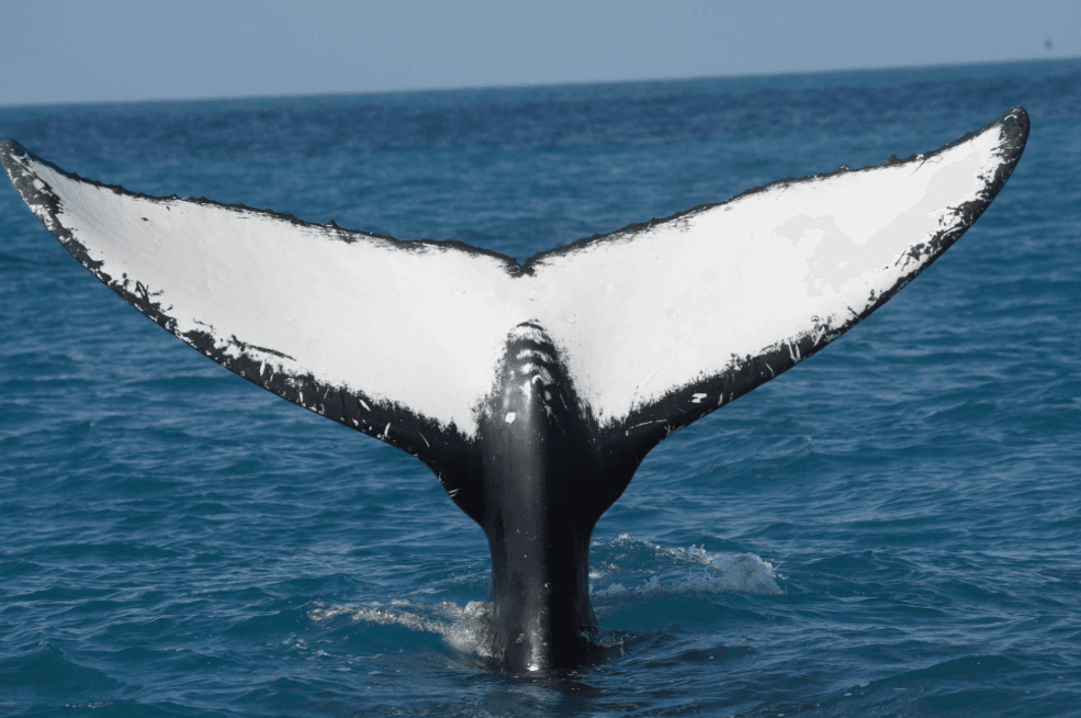 Wie lange bleiben Buckelwale in der Bucht von Samaná unter Wasser? - Haitises Tours Guide