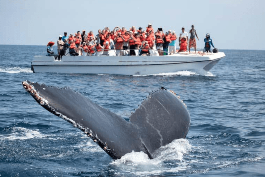 When Is Whale-Watching Season in Samaná? (2027) - Haitises Tours Guide