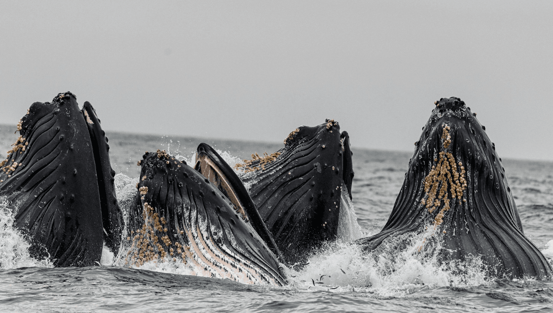 Do Humpback Whales Shed Their Skin? Skin Renewal Explained - Haitises Tours Guide