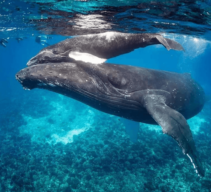 Why Do Humpback Whales Breach in Samaná Bay? - Haitises Tours Guide