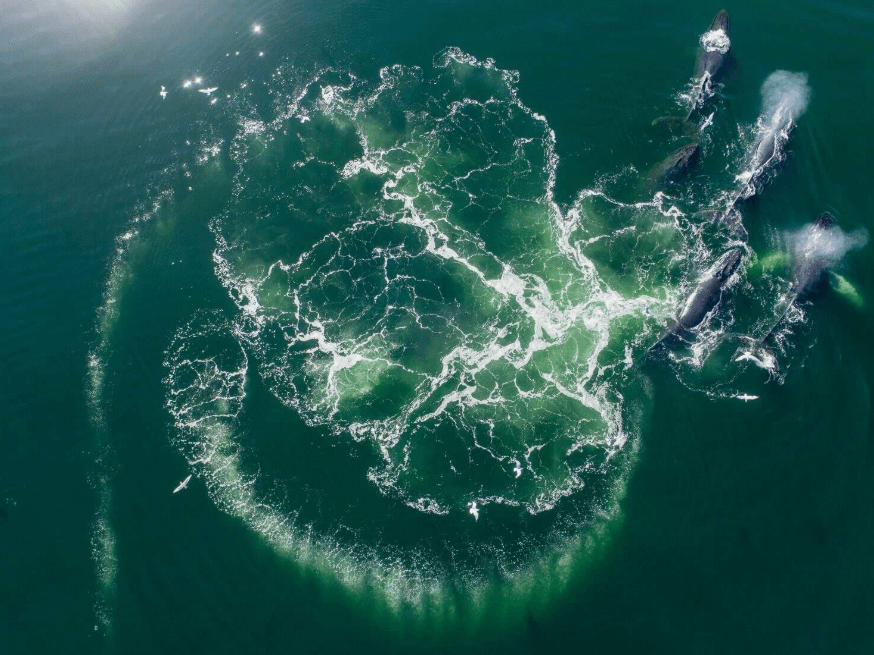 How Scientists Count Humpback Whales | Samaná Guide - Haitises Tours Guide