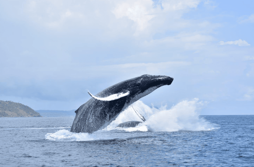 Samaná Whale-Watching Prices 2027: Tour Costs & Budget - Haitises Tours Guide