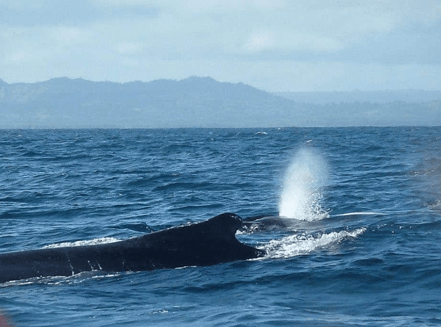 Humpback Whale Navigation: How They Find the Caribbean - Haitises Tours Guide