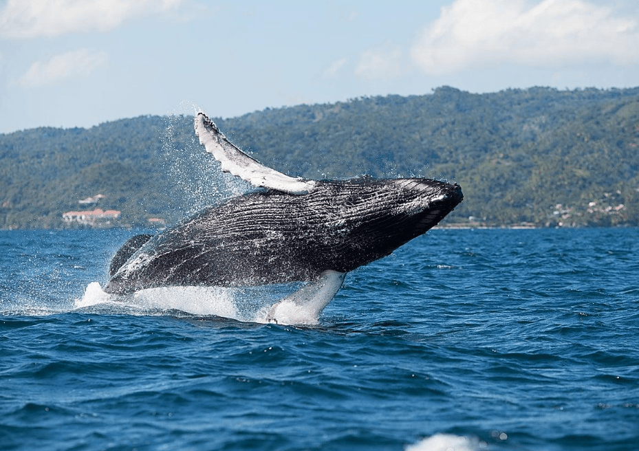 Best Time of Day for Whale Watching in Samaná (2027) - Haitises Tours Guide