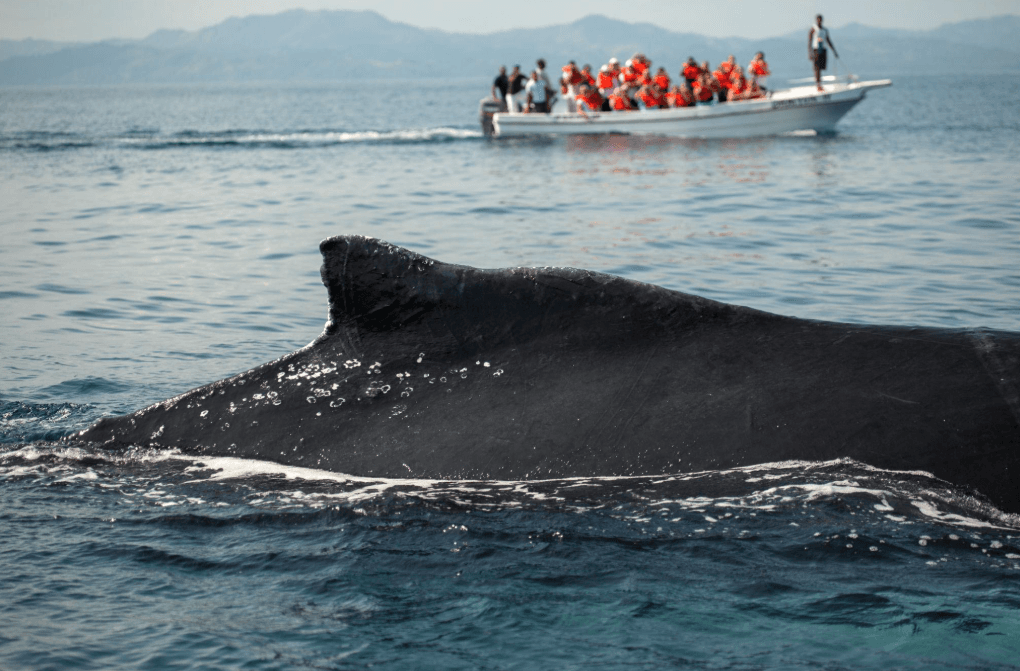 Poukisa balèn bos vyole? 7 Rezon ki posib - Haitises Tours Guide