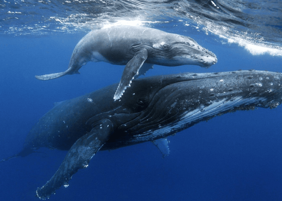 Osservazione delle balene a Samaná 2027 - Haitises Tours Guide