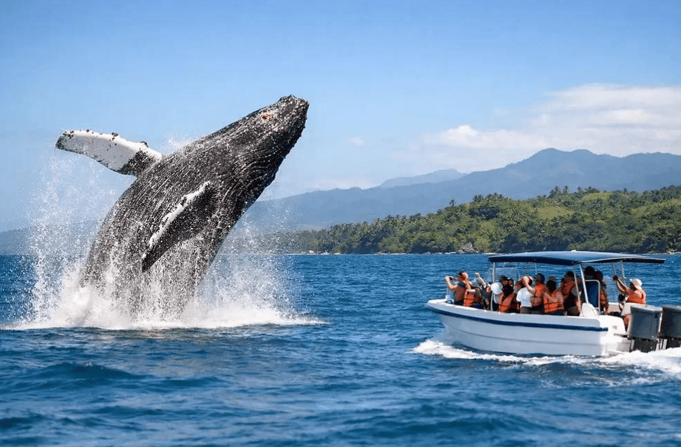 Samaná Whale Watching 2027: Gid vwayaj konplè