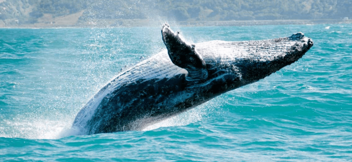 Whale Watching in Samaná: The Ultimate Visitor Guide - Haitises Tours Guide