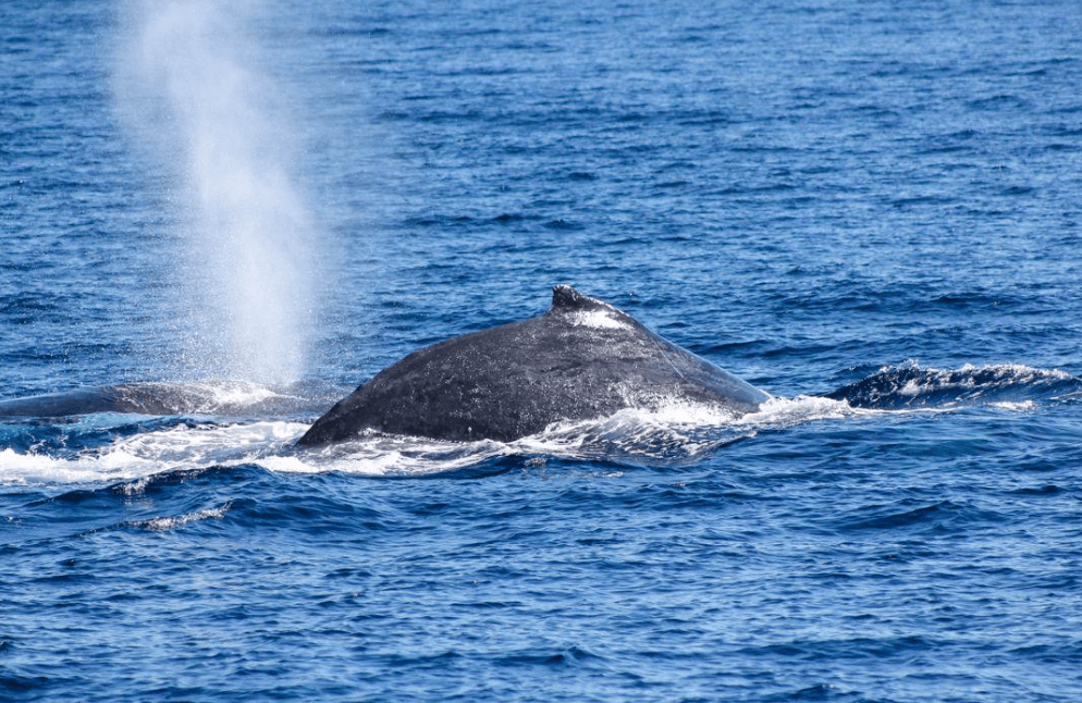 Samaná Whale-Watching Briefings: What Visitors Should Know - Haitises Tours Guide