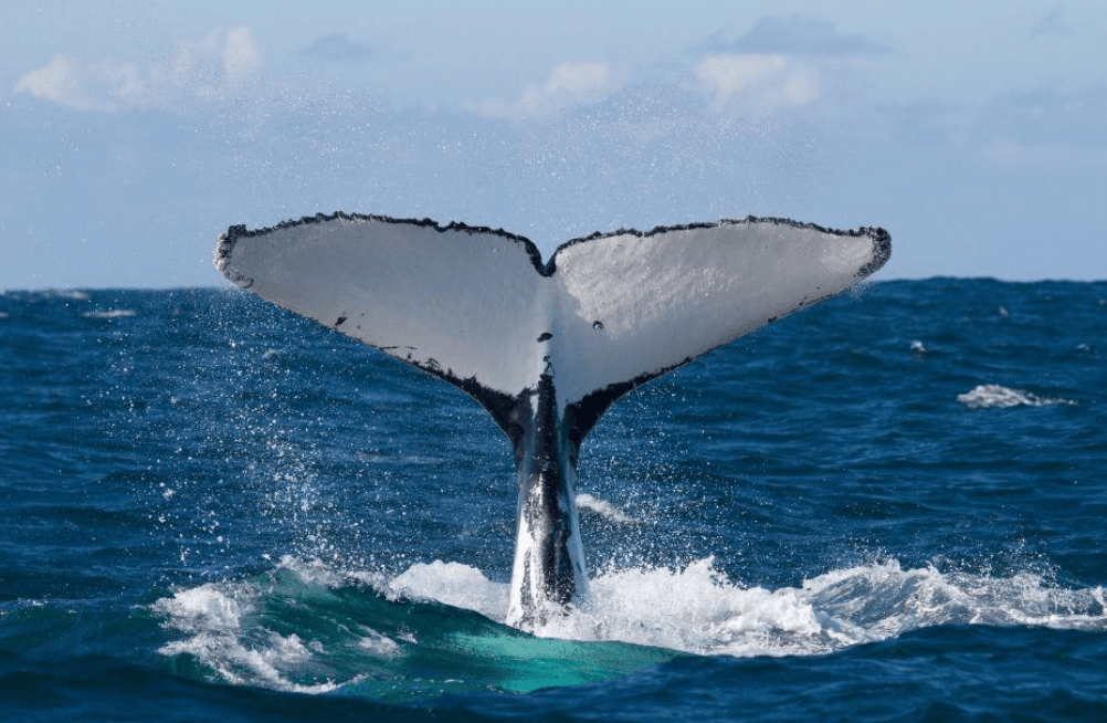 How Scientists Estimate Humpback Whale Calf Age in Samaná - Haitises Tours Guide