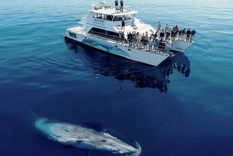 Ki jan syantis yo estime lavi balèn bosu - Haitises Tours Guide