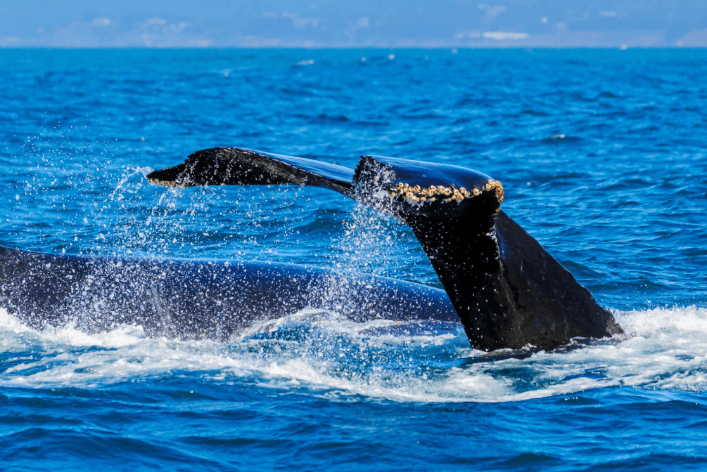 Why Do Ripples Appear When Whales Are Hidden in Samaná Bay?