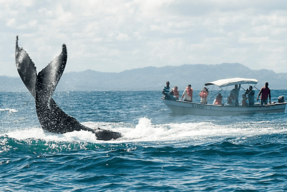 Why Do Humpback Whales Surface at an Angle in Samaná Bay? - Haitises Tours Guide