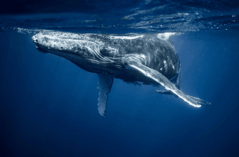 Découvrez la baie de Samaná : observation des baleines en 2027