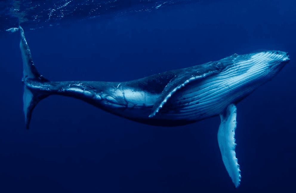 Why Do Humpback Whales Raise Their Tails Without Diving? - Haitises Tours Guide