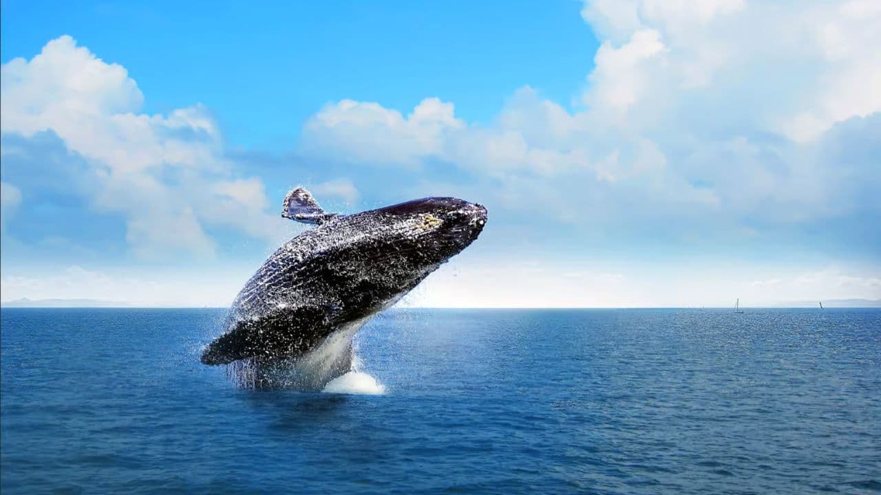 Half-Day Whale Watching Tour in Miches – Unforgettable Marine Adventure — Guided tour and outdoor activity