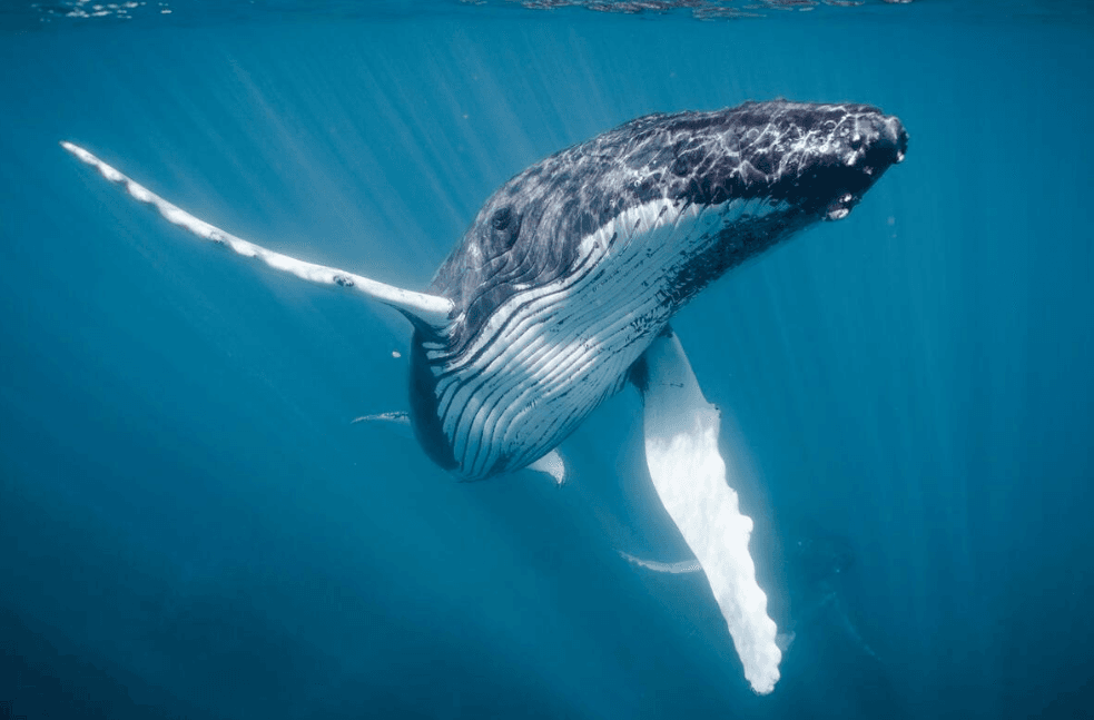 Do Humpback Whales Prefer Certain Water Depths in Samaná Bay?